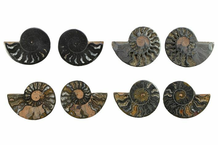 Black, Cut & Polished, Ammonite Fossils - 2 1/2 to 2 3/4" Size - Photo 1